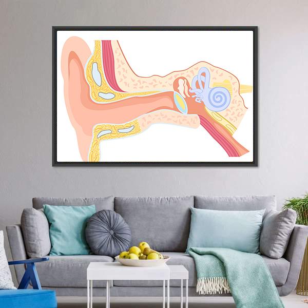 Human Ear Anatomy Canvas Wall Art-3 Horizontal-Gallery Wrap-25" x 16"-Tiaracle