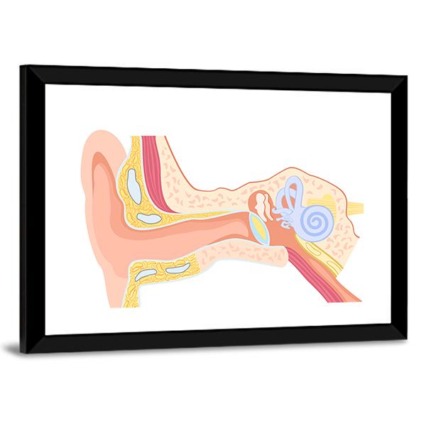 Human Ear Anatomy Canvas Wall Art-3 Horizontal-Gallery Wrap-25" x 16"-Tiaracle
