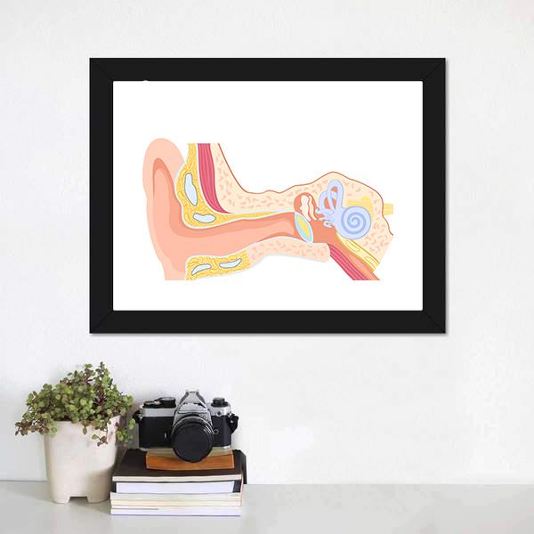 Human Ear Anatomy Canvas Wall Art-1 Piece-Framed Print-20" x 16"-Tiaracle