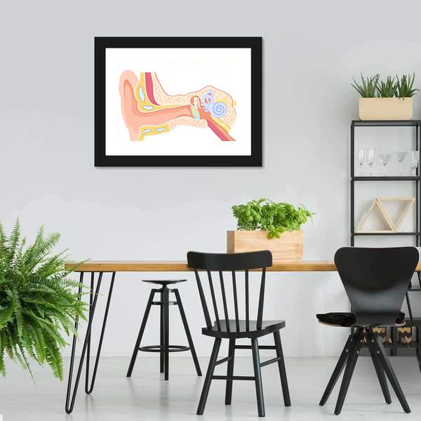 Human Ear Anatomy Canvas Wall Art-3 Horizontal-Gallery Wrap-25" x 16"-Tiaracle