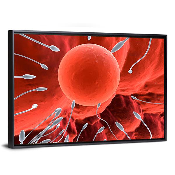 Human Egg &amp; Sperm Canvas Wall Art-3 Horizontal-Gallery Wrap-25" x 16"-Tiaracle
