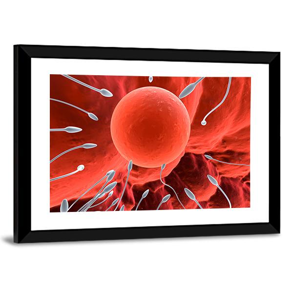 Human Egg &amp; Sperm Canvas Wall Art-3 Horizontal-Gallery Wrap-25" x 16"-Tiaracle