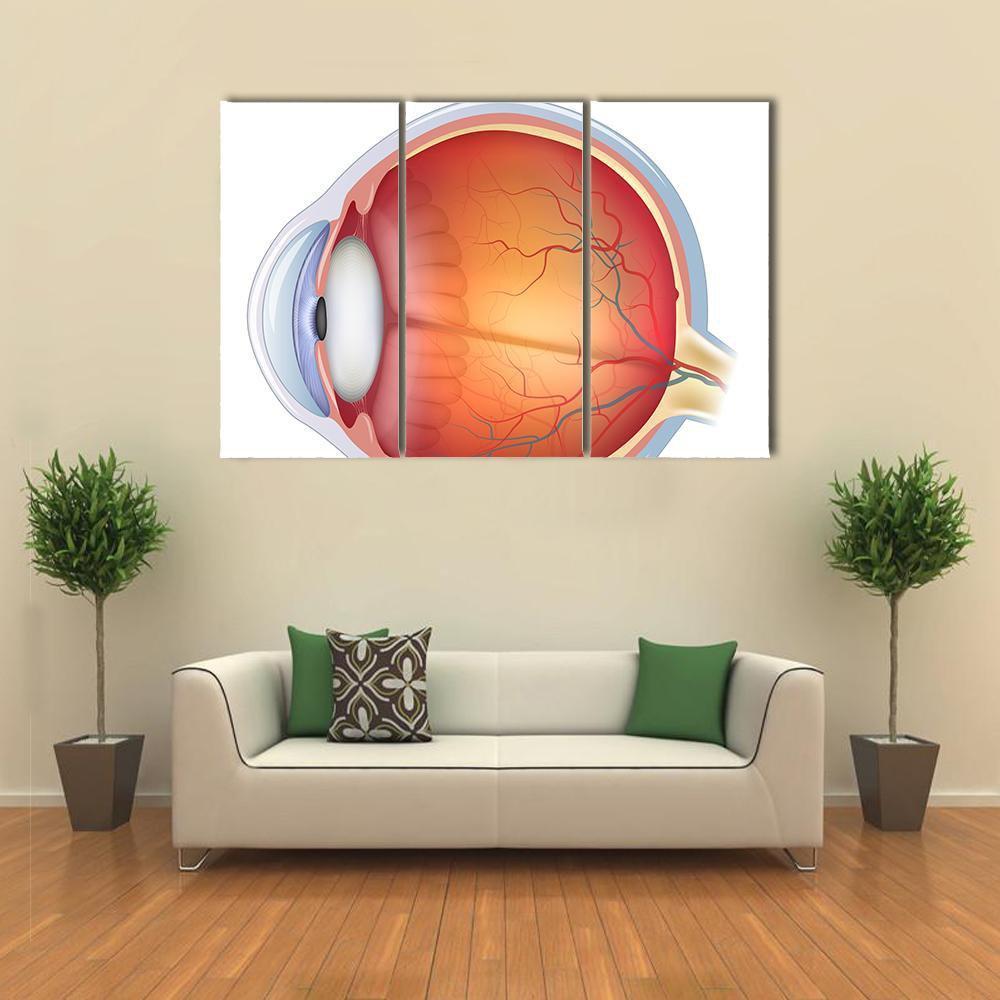Human Eye Anatomy Canvas Wall Art-3 Horizontal-Gallery Wrap-37" x 24"-Tiaracle