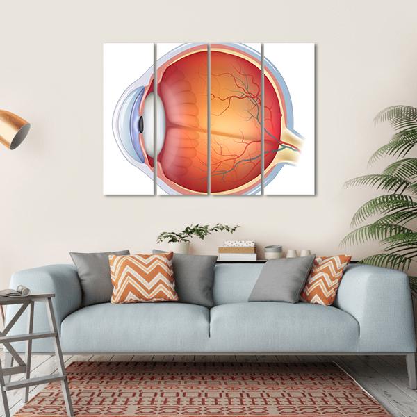 Human Eye Anatomy Canvas Wall Art-4 Horizontal-Gallery Wrap-34&quot; x 24&quot;-Tiaracle