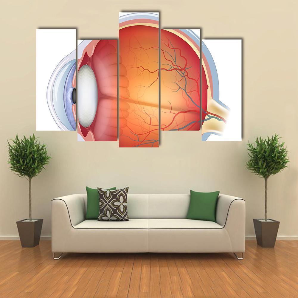 Human Eye Anatomy Canvas Wall Art-5 Pop-Gallery Wrap-47" x 32"-Tiaracle