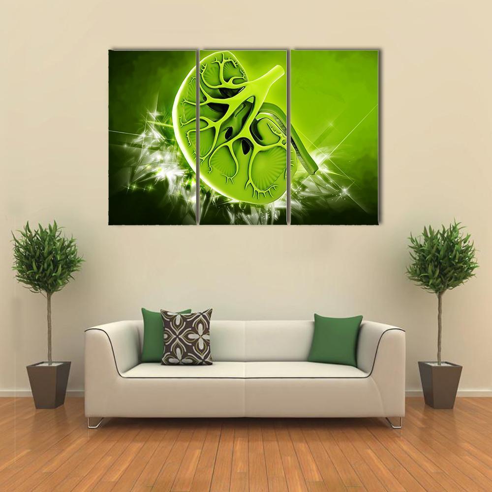 Human Kidney Illustration Canvas Wall Art-3 Horizontal-Gallery Wrap-37" x 24"-Tiaracle
