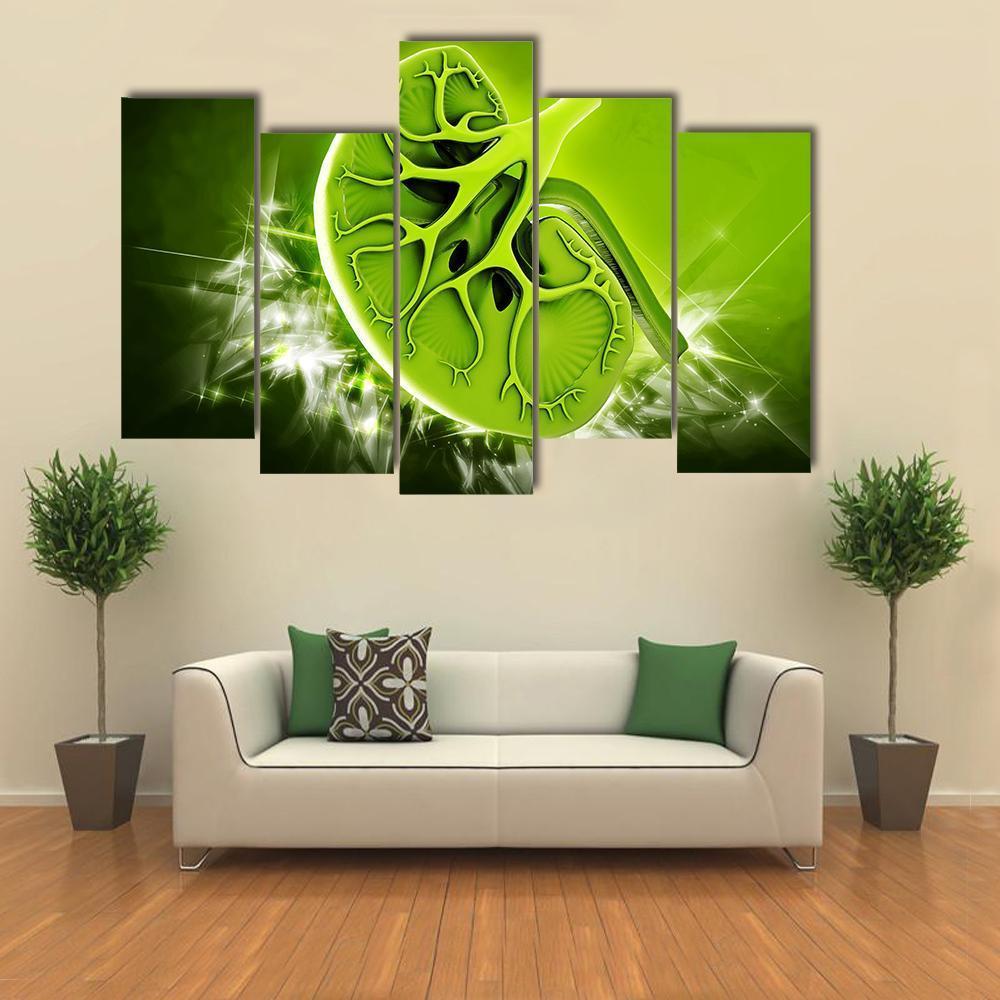 Human Kidney Illustration Canvas Wall Art-5 Pop-Gallery Wrap-47" x 32"-Tiaracle