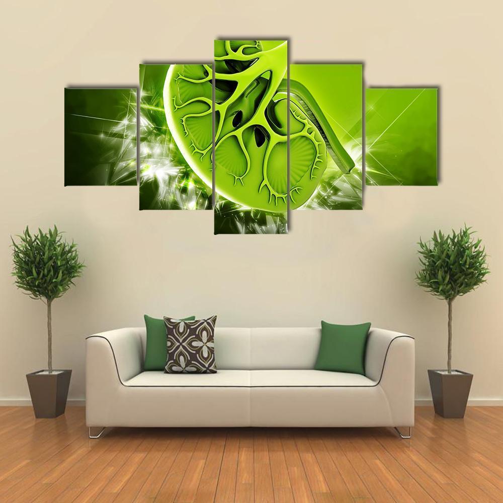 Human Kidney Illustration Canvas Wall Art-5 Star-Gallery Wrap-62" x 32"-Tiaracle