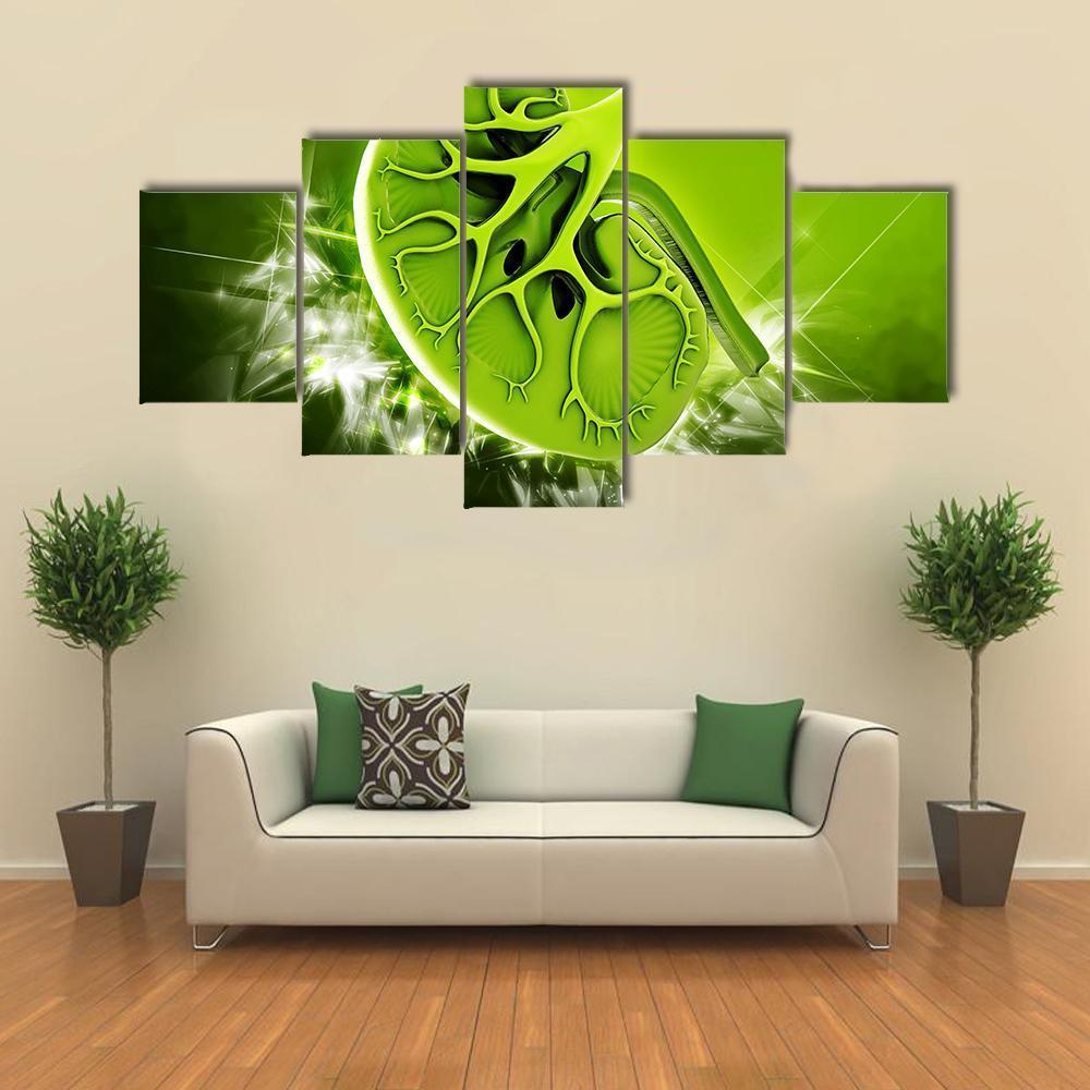 Human Kidney Illustration Canvas Wall Art-4 Pop-Gallery Wrap-50" x 32"-Tiaracle