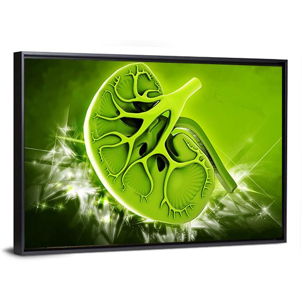 Human Kidney Illustration Canvas Wall Art-3 Horizontal-Gallery Wrap-25" x 16"-Tiaracle