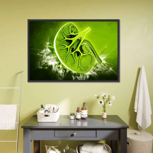 Human Kidney Illustration Canvas Wall Art-3 Horizontal-Gallery Wrap-25" x 16"-Tiaracle