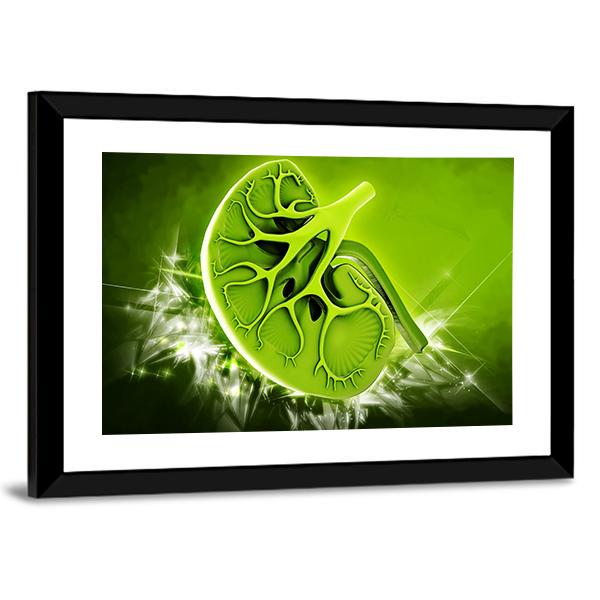 Human Kidney Illustration Canvas Wall Art-3 Horizontal-Gallery Wrap-25" x 16"-Tiaracle