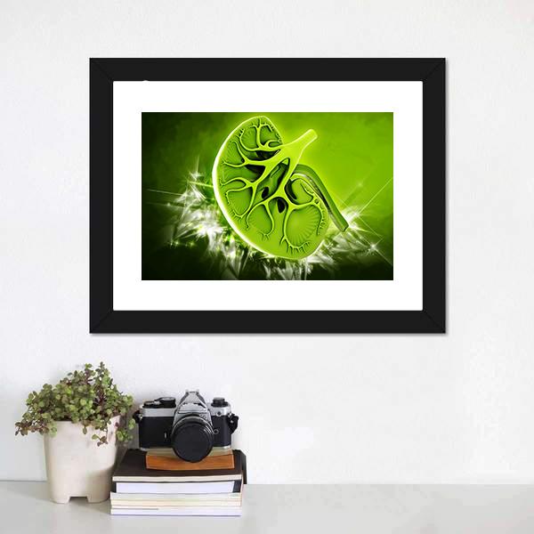 Human Kidney Illustration Canvas Wall Art-3 Horizontal-Gallery Wrap-25" x 16"-Tiaracle