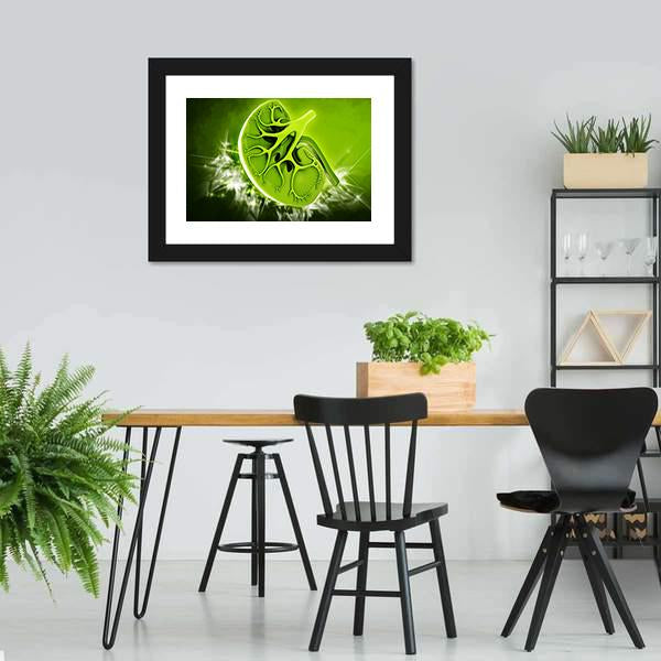 Human Kidney Illustration Canvas Wall Art-3 Horizontal-Gallery Wrap-25" x 16"-Tiaracle