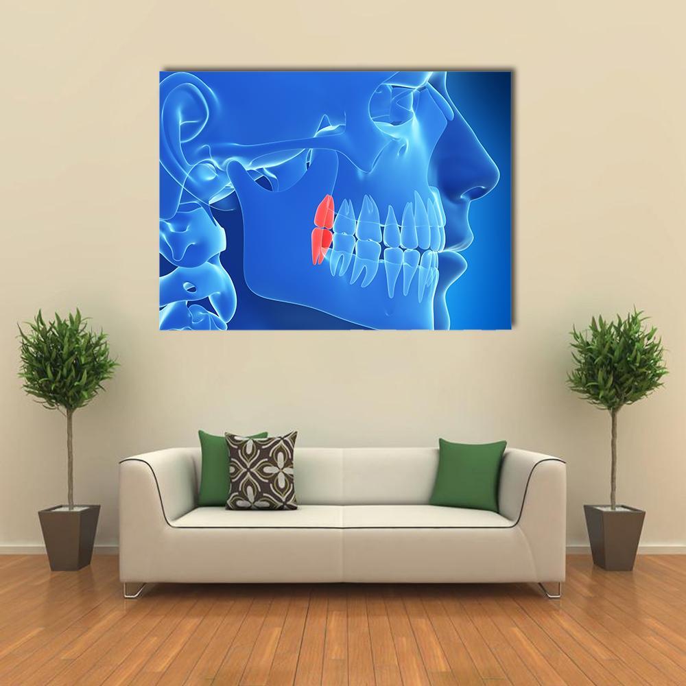 Human Teeth Illustration Canvas Wall Art-1 Piece-Gallery Wrap-36" x 24"-Tiaracle