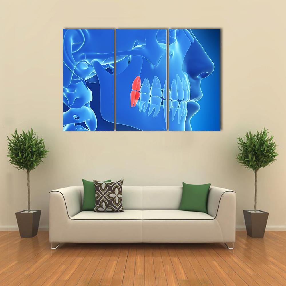 Human Teeth Illustration Canvas Wall Art-3 Horizontal-Gallery Wrap-37" x 24"-Tiaracle