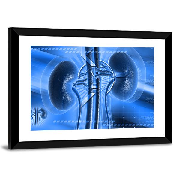 Illustration Of Kidney Canvas Wall Art-3 Horizontal-Gallery Wrap-25" x 16"-Tiaracle