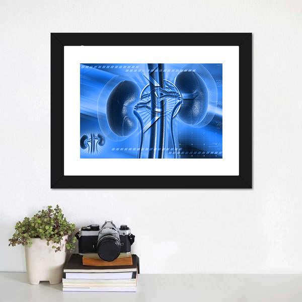Illustration Of Kidney Canvas Wall Art-1 Piece-Framed Print-20" x 16"-Tiaracle