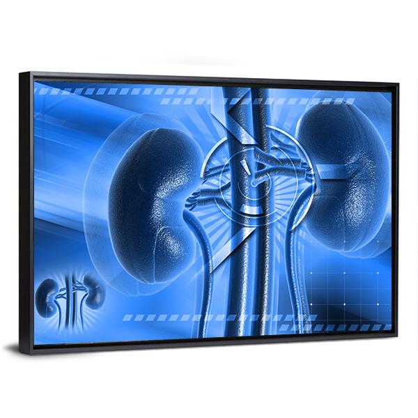 Illustration Of Kidney Canvas Wall Art-5 Horizontal-Gallery Wrap-22" x 12"-Tiaracle