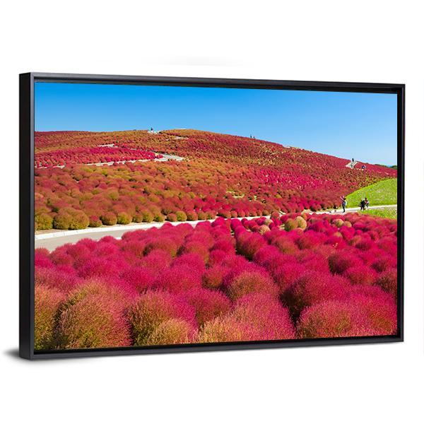 Kochias Hill In Autumn Canvas Wall Art-3 Horizontal-Gallery Wrap-25" x 16"-Tiaracle
