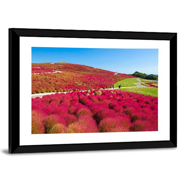 Kochias Hill In Autumn Canvas Wall Art-3 Horizontal-Gallery Wrap-25" x 16"-Tiaracle