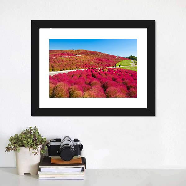 Kochias Hill In Autumn Canvas Wall Art-1 Piece-Framed Print-20" x 16"-Tiaracle