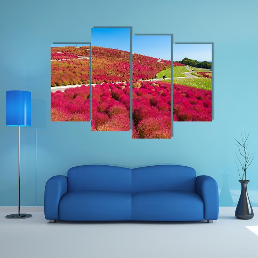 Kochias Hill In Autumn Canvas Wall Art-4 Pop-Gallery Wrap-50" x 32"-Tiaracle