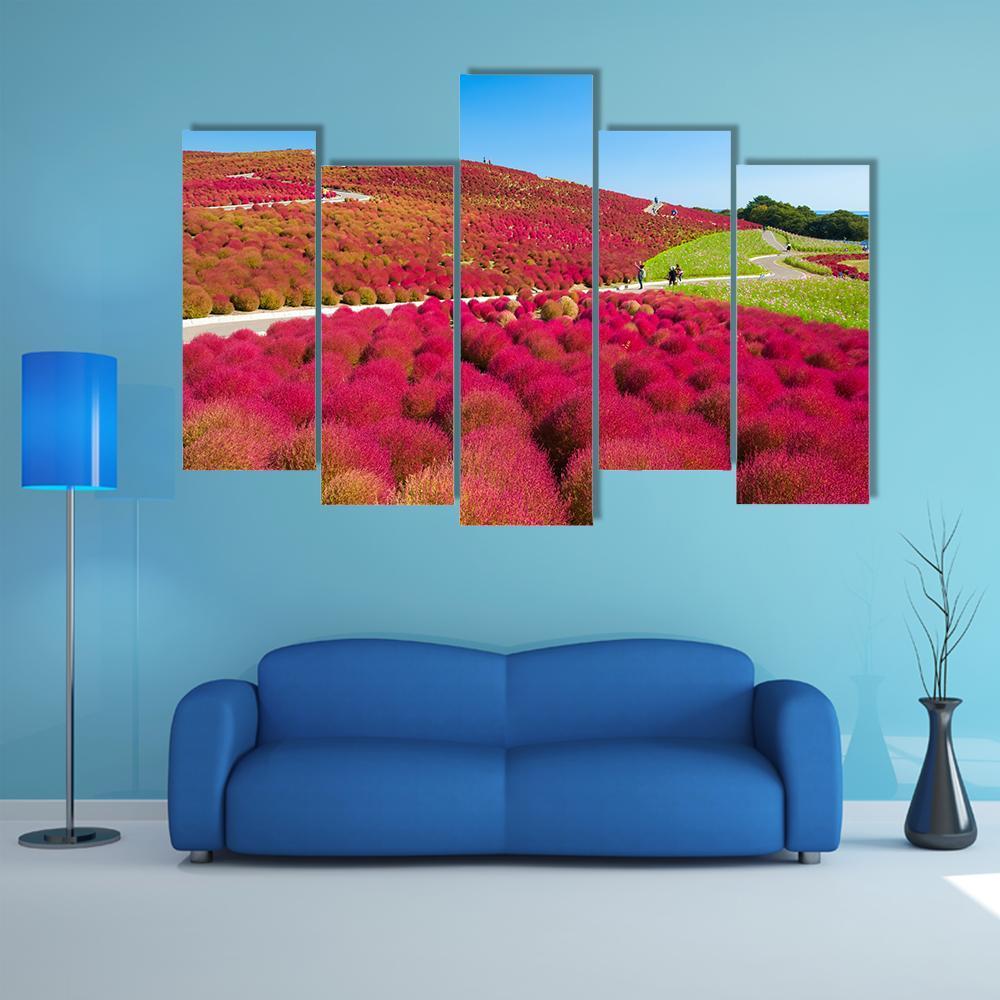 Kochias Hill In Autumn Canvas Wall Art-5 Pop-Gallery Wrap-47" x 32"-Tiaracle