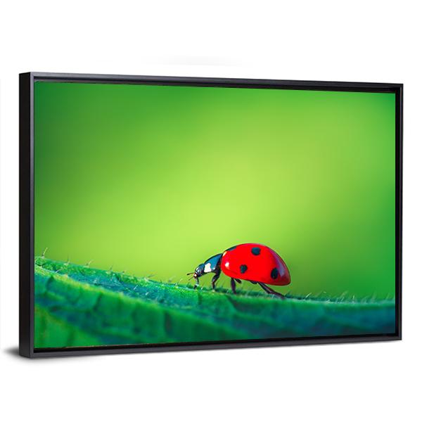 Ladybug On Leaf Canvas Wall Art-3 Horizontal-Gallery Wrap-25" x 16"-Tiaracle