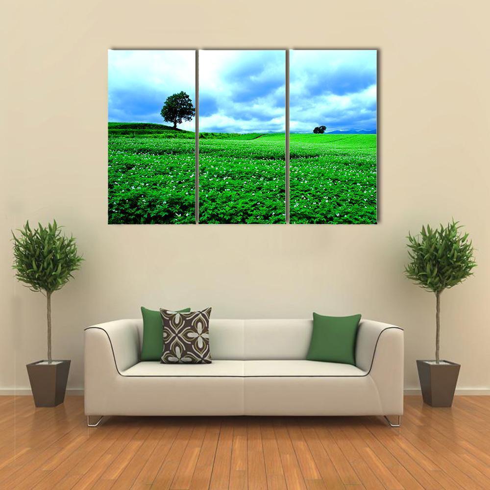 Hill Of Biei in Hokkaido Canvas Wall Art-3 Horizontal-Gallery Wrap-37" x 24"-Tiaracle