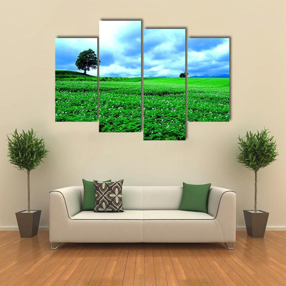 Hill Of Biei in Hokkaido Canvas Wall Art-4 Pop-Gallery Wrap-50" x 32"-Tiaracle
