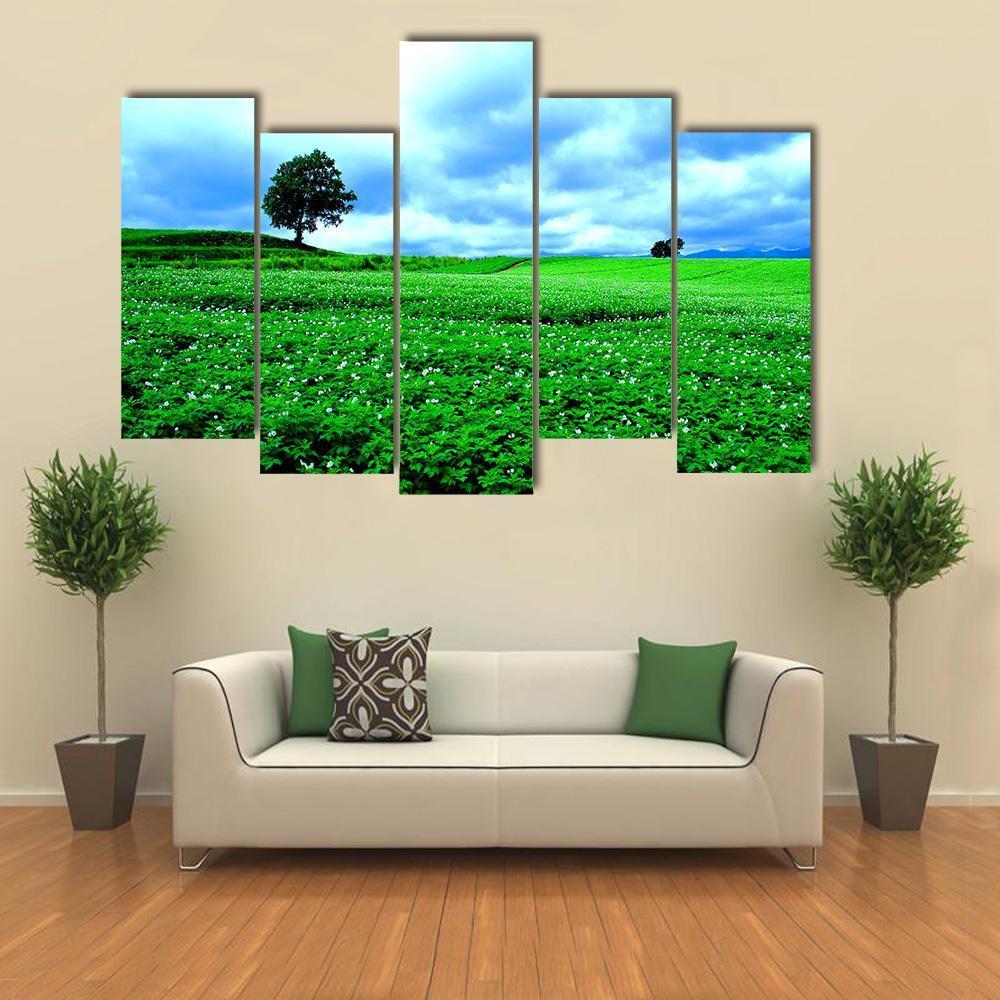 Hill Of Biei in Hokkaido Canvas Wall Art-5 Pop-Gallery Wrap-47" x 32"-Tiaracle