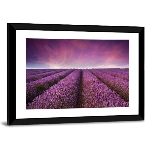 Lavender Field At Sunset Canvas Wall Art-3 Horizontal-Gallery Wrap-25" x 16"-Tiaracle