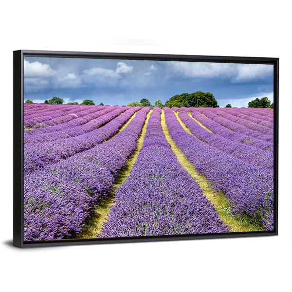 Lavender Field Canvas Wall Art-5 Horizontal-Gallery Wrap-22" x 12"-Tiaracle
