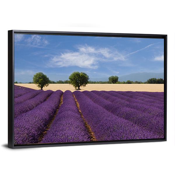 Lavender Field France Canvas Wall Art-3 Horizontal-Gallery Wrap-25" x 16"-Tiaracle