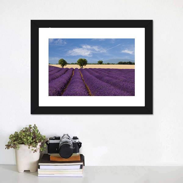 Lavender Field France Canvas Wall Art-1 Piece-Framed Print-20" x 16"-Tiaracle
