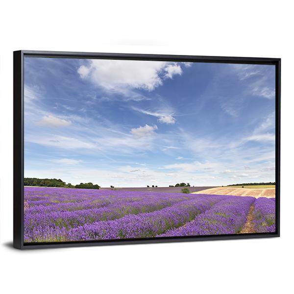 Lavender Field In Cotswolds Canvas Wall Art-3 Horizontal-Gallery Wrap-25" x 16"-Tiaracle