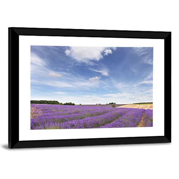 Lavender Field In Cotswolds Canvas Wall Art-3 Horizontal-Gallery Wrap-25" x 16"-Tiaracle