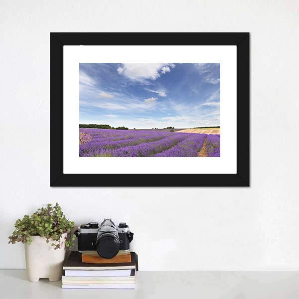 Lavender Field In Cotswolds Canvas Wall Art-1 Piece-Framed Print-20" x 16"-Tiaracle