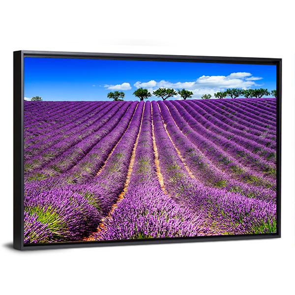 Lavender Field In France Canvas Wall Art-3 Horizontal-Gallery Wrap-25" x 16"-Tiaracle