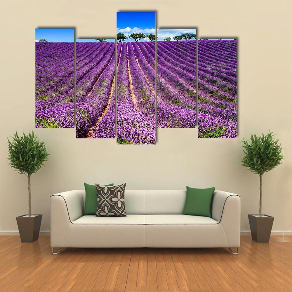 Lavender Field In France Canvas Wall Art-5 Pop-Gallery Wrap-47" x 32"-Tiaracle
