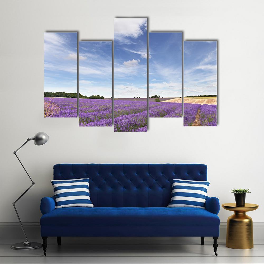 Lavender Field In Cotswolds Canvas Wall Art-5 Pop-Gallery Wrap-47" x 32"-Tiaracle
