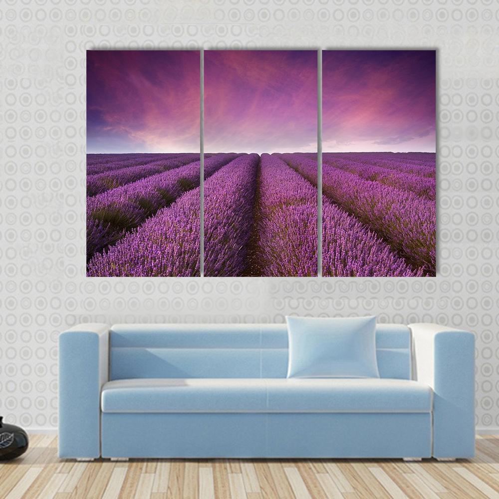Lavender Field At Sunset Canvas Wall Art-4 Pop-Gallery Wrap-50" x 32"-Tiaracle