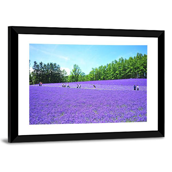 Lavender Fields In Hokkaido Canvas Wall Art-3 Horizontal-Gallery Wrap-25" x 16"-Tiaracle