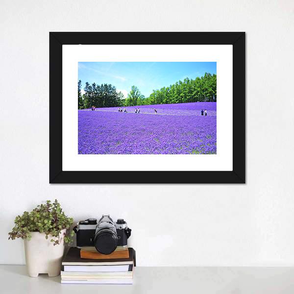 Lavender Fields In Hokkaido Canvas Wall Art-1 Piece-Framed Print-20" x 16"-Tiaracle