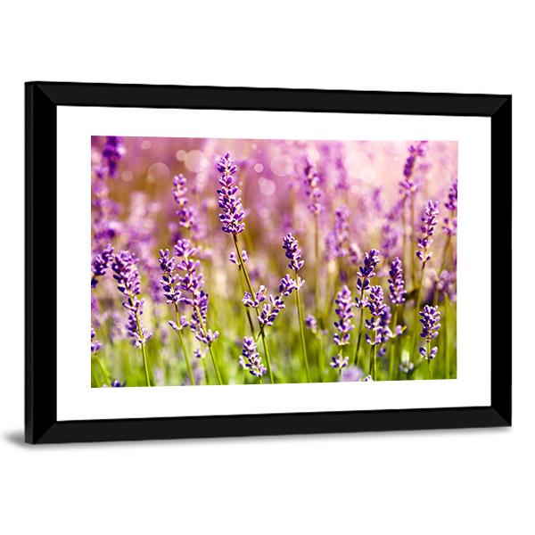 Lavender Floral Scene Canvas Wall Art-3 Horizontal-Gallery Wrap-25" x 16"-Tiaracle