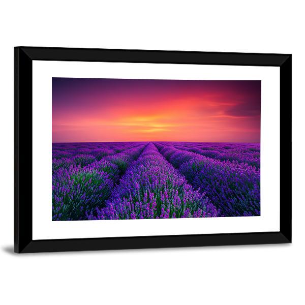 Lavender Flower Blooming Canvas Wall Art-5 Horizontal-Gallery Wrap-22" x 12"-Tiaracle