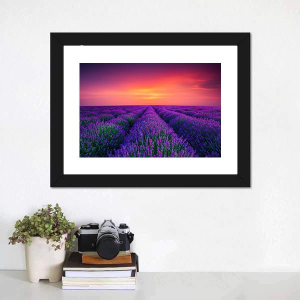 lavender flower wall art Blooming Lavender Field at Sunset Canvas Wall Art 1 Piece - Framed Print - 24" x 16"