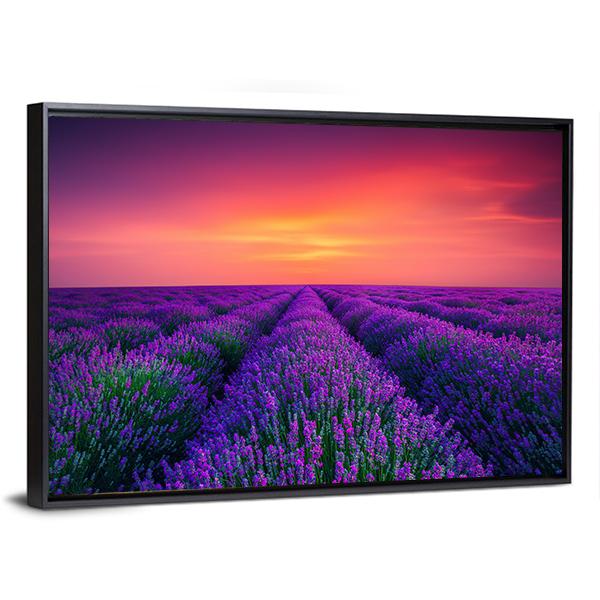 Lavender Flower Blooming Canvas Wall Art-5 Horizontal-Gallery Wrap-22" x 12"-Tiaracle