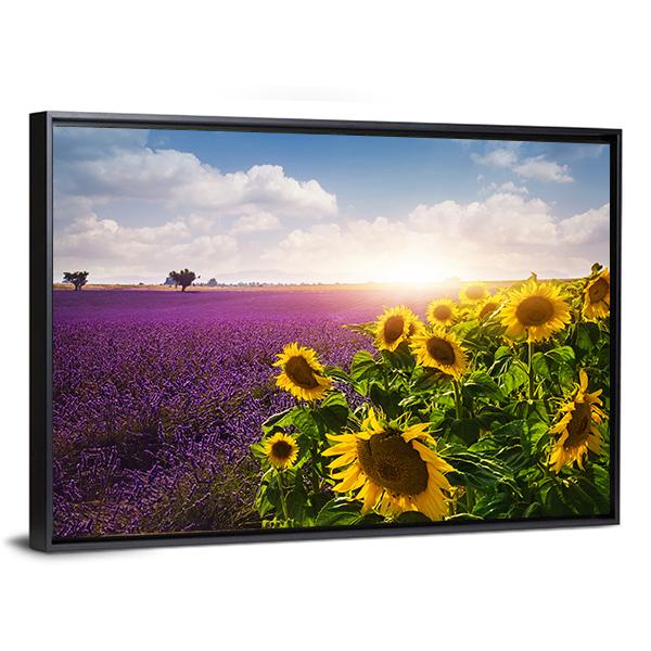 Lavender &amp; Sunflowers Fields Canvas Wall Art-3 Horizontal-Gallery Wrap-25&quot; x 16&quot;-Tiaracle